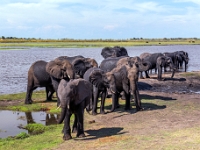 Rezerwat w Chobe (Botswana)